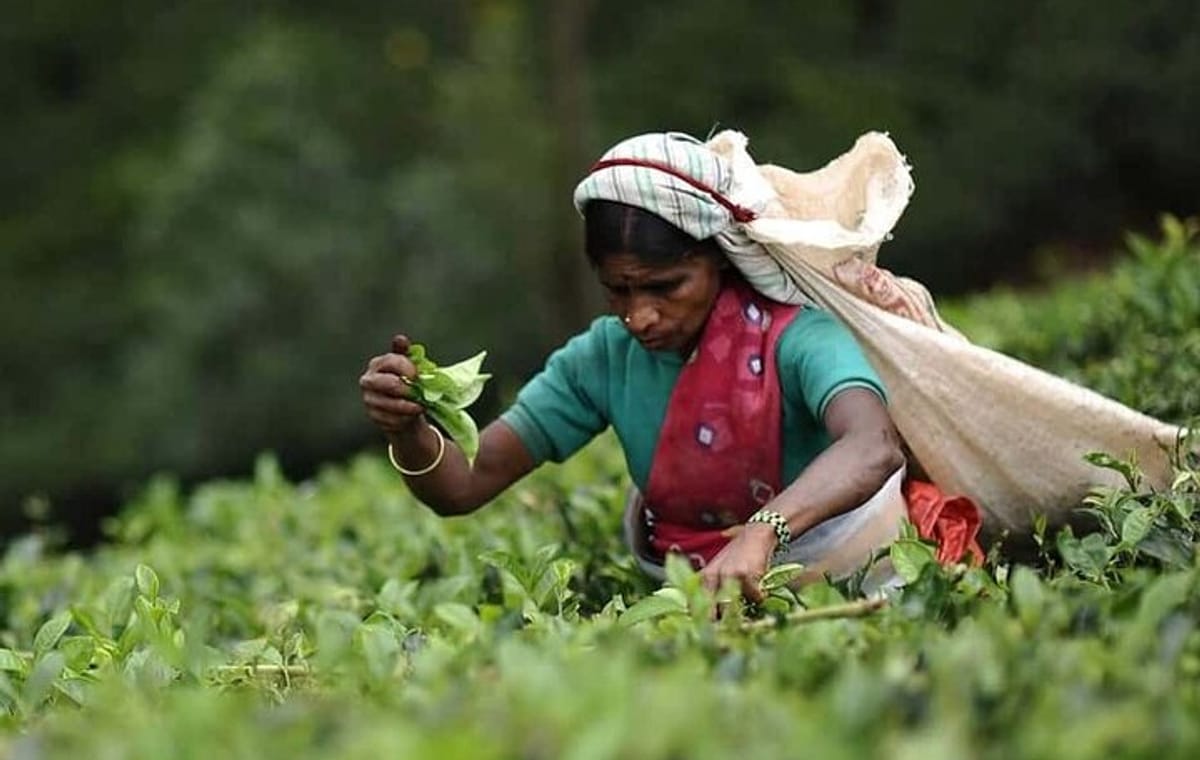 Enchanting Guided Day Tour In Ella