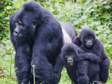 Gorilla Trekking Adventure in Mgahinga National Park, Uganda