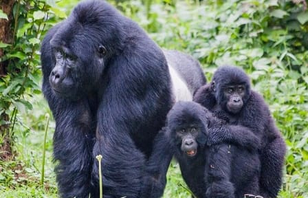 3 Day Mgahinga Mountain Gorilla Trek.