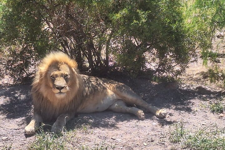 Giraffe Encounter and Lion Park with Wine Tasting in Stellenbosch