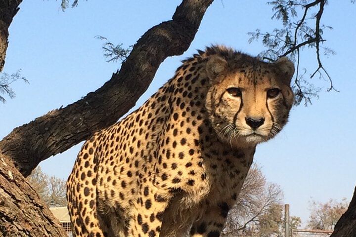 Cheetah at Lion Park