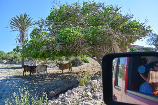 Cattle resting under a tree during a Baja Jeep tour through rural Baja California Sur