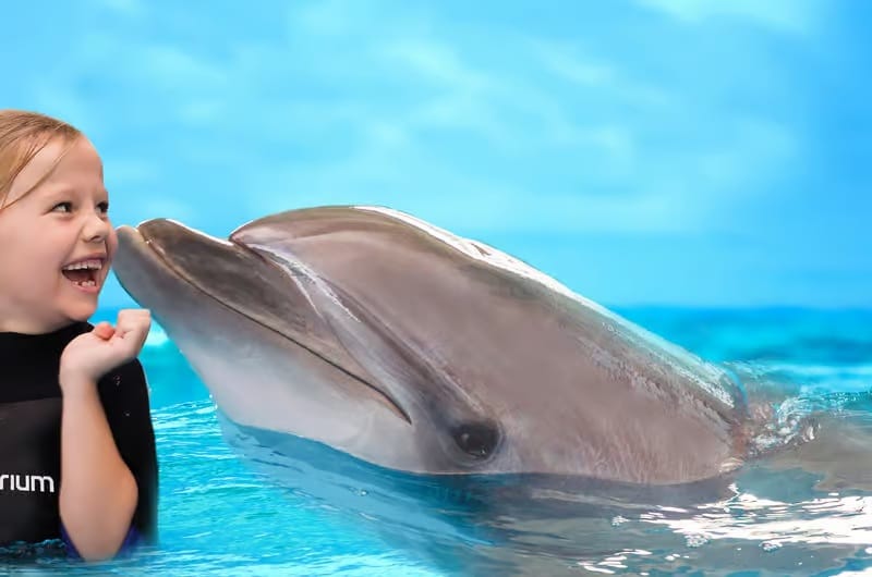 Dubai : The Dubai Dolphinarium Experience Splash into Fun!