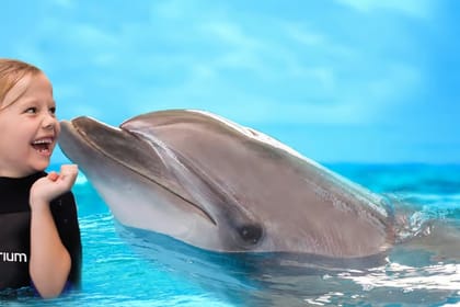 Dubai : The Dubai Dolphinarium Experience Splash into Fun!