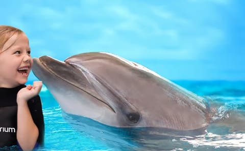 Dubai Dolphinarium Interactive Show at Creek Park
