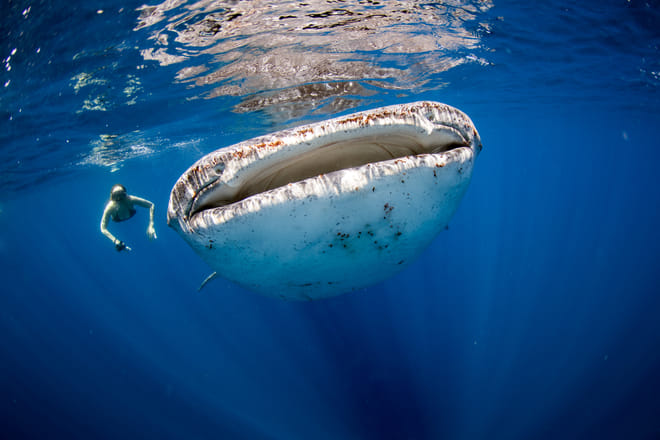Whale Shark Snorkeling Tour from Cancun and Riviera Maya 3