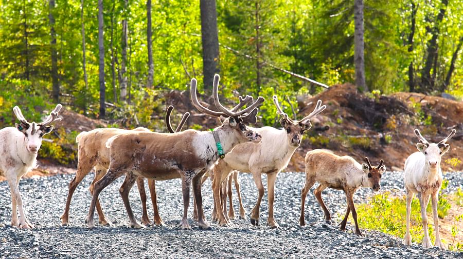 Quad bike Safari, Pure Lapland, Rovaniemi Lapland