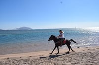 Hurghada : Horse Riding 2 Hours Sea & Desert with Transfer 5