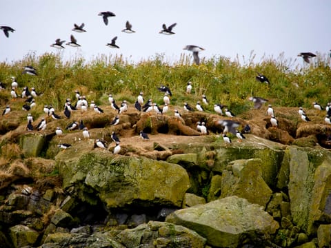 Puffin Express: 1-Hour Close Encounter with Adorable Birds, photo 4