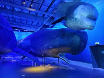 Experience the World's Largest Whale Exhibition