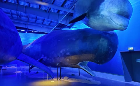 Whales of Iceland: An Ocean Giants Experience