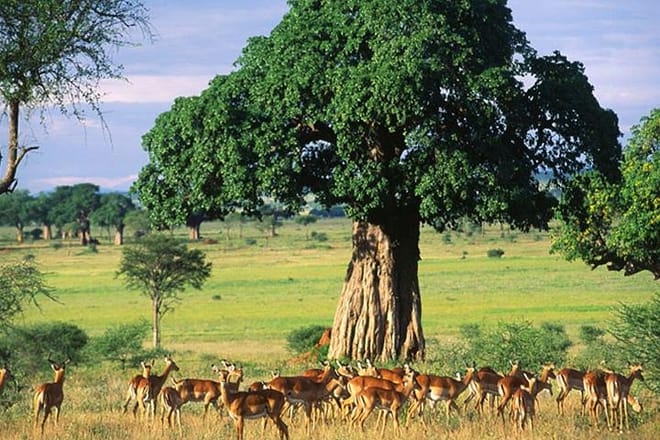 Tarangire National Park Guided Day Tour From Arusha photo 6