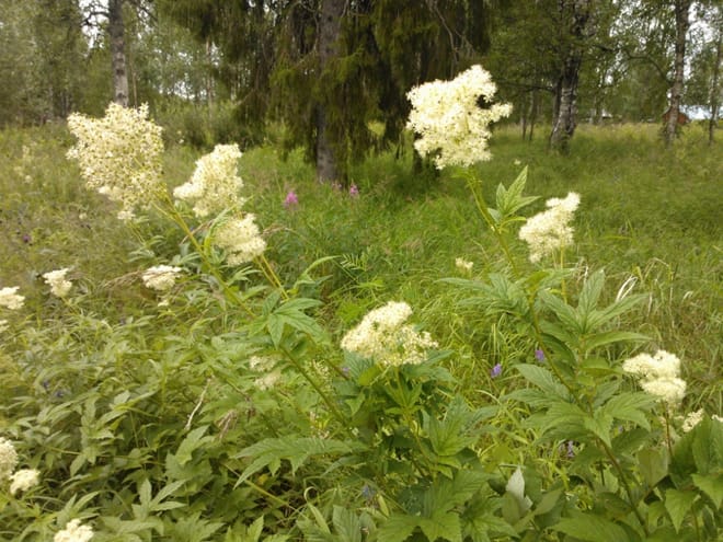 Secrets of Lappish Nature – Ukko-Luosto Fell 3