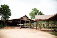 Elephant World Kanchanaburi with Private Transport from Bangkok 4