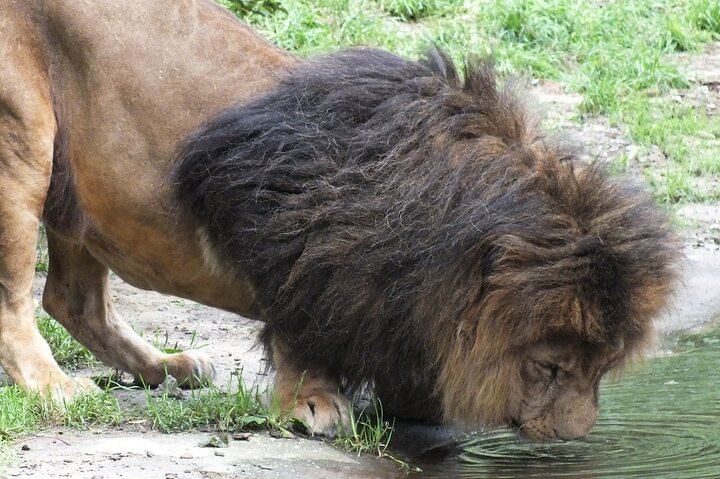 Guided walk with lions experience in South Africa.