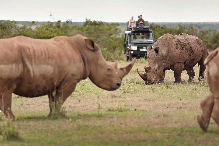 Solio Ranch Safari Adventure: Explore Kenya’s Rhino Sanctuary & Wildlife