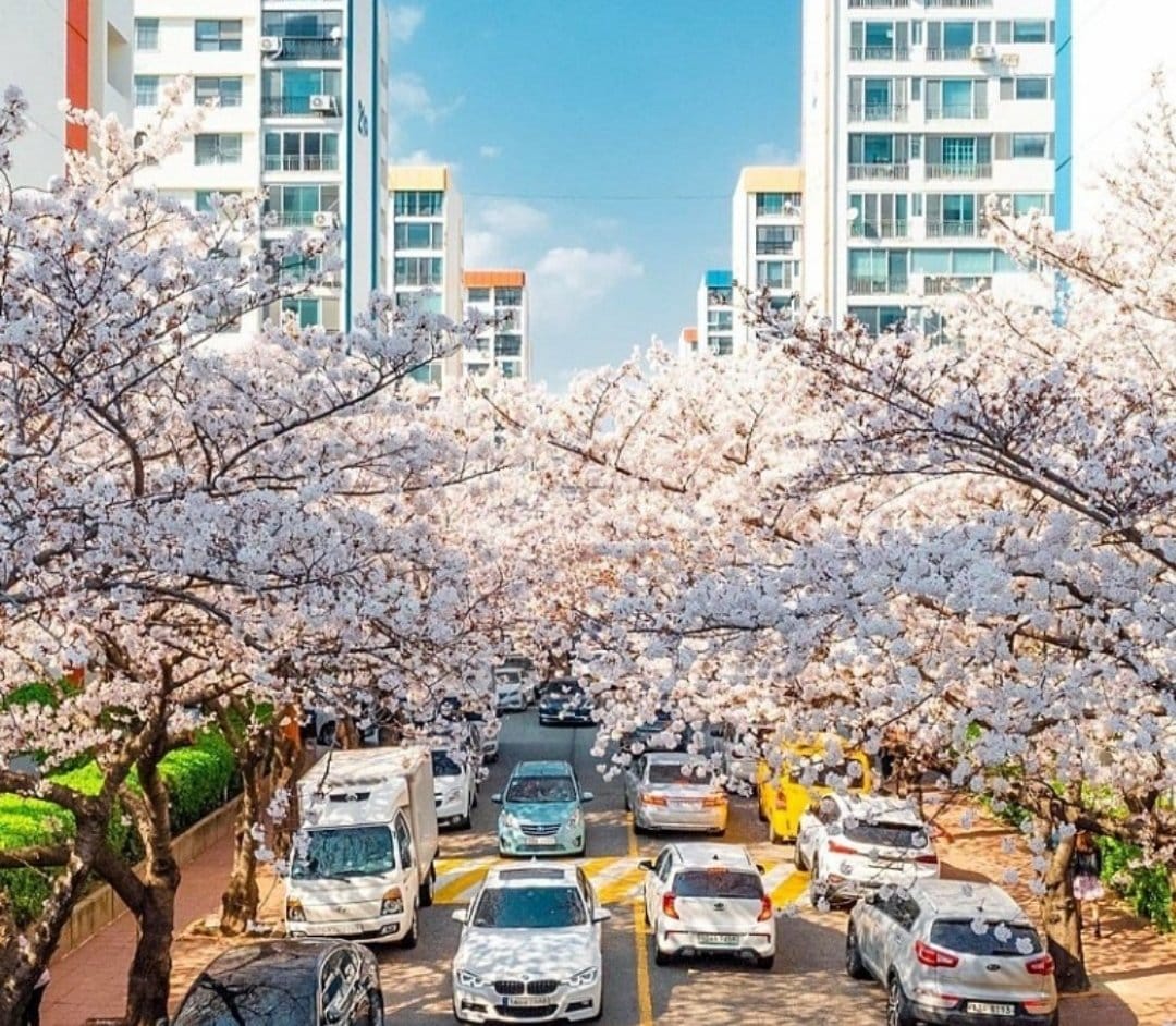 Beautiful cherry blossoms in full bloom along the Samik Beach road.