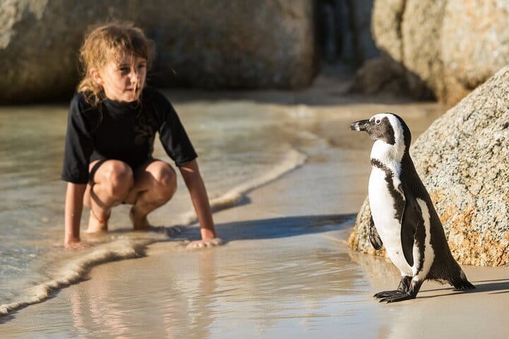 Cape Town Full-Day Cape of Good Hope, Penguins Small Group Tour