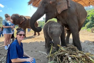 Full-Day Elephant Sanctuary and Pad Thai Cooking in Chiang Mai