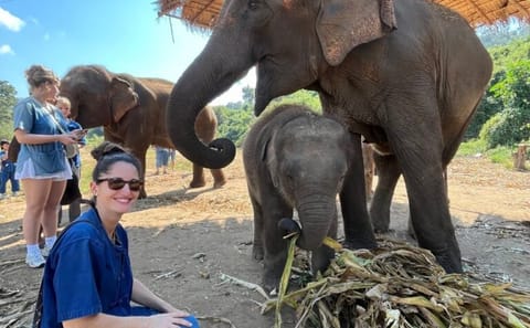 Elephant Sanctuary and Pad Thai Cooking Workshop in Chiang Mai