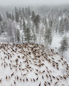 Authentic Reindeer experience in the wilderness (Levi)