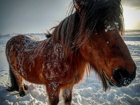 Borgarfjörður Private Adventure, photo 17