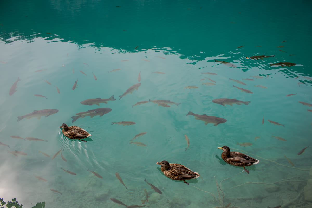 Plitvice Lakes, Croatia
