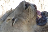 Lions
