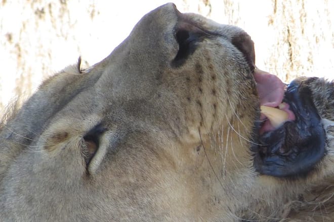 Lions