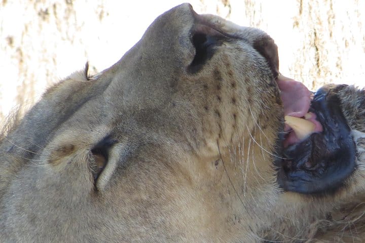 Lions
