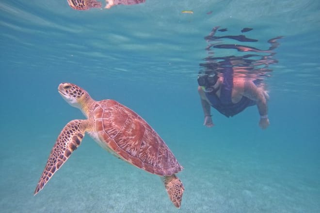 Santuario de tortugas Akumal Snorkel Experiencia marina