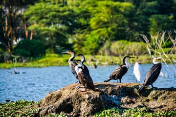 5-Day Safari Adventure in Masái Mara, Kenya