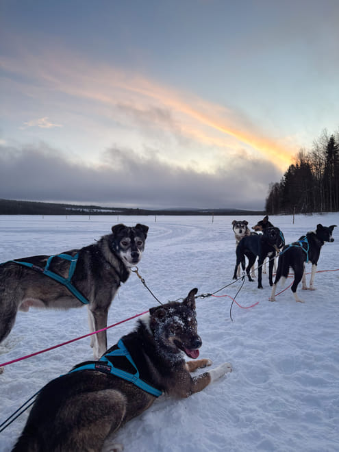 Rovaniemi: Insider Husky Sleigh Ride Adventure