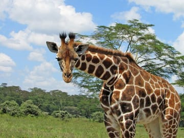 https://www.viator.com/Nairobi-tours/Food-Tours/d5280-g6-c80
