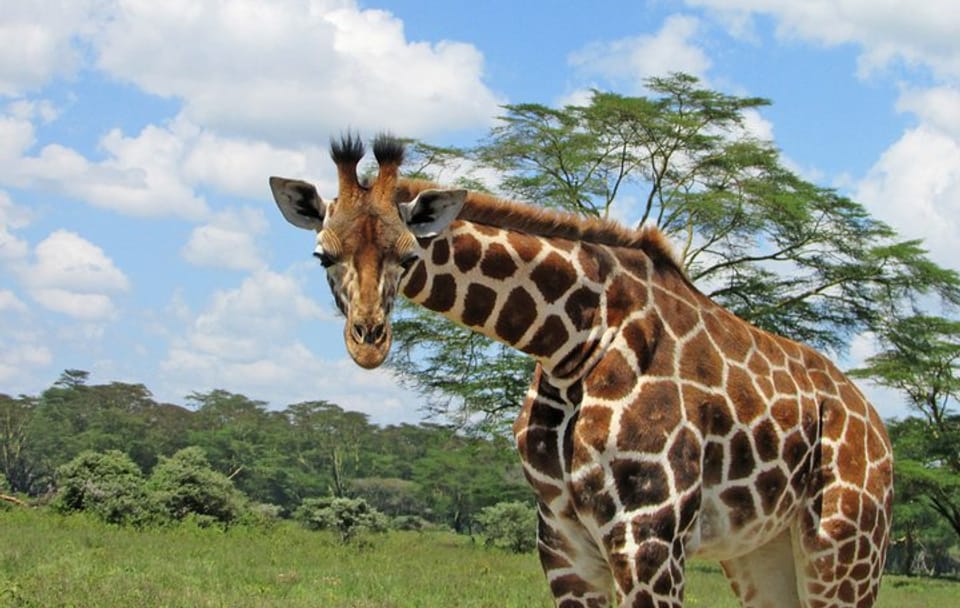Lake Nakuru Day Trip Safari – & Optional Lake Naivasha Boat
