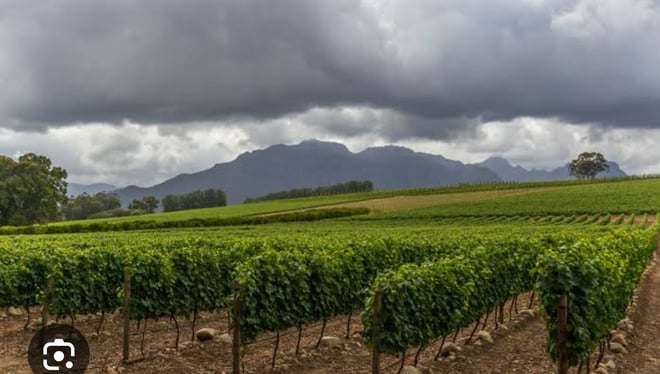 CAPE TOWN  :FULL-DAY  WINE  TASTING TOUR WITH  WINE  TRAM - Photo 11