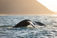Humpback whale fluking