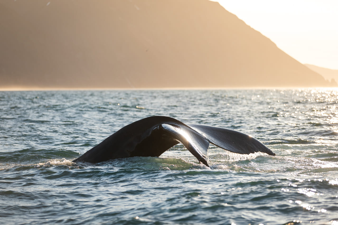 Humpback whale fluking