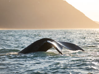 Humpback whale fluking