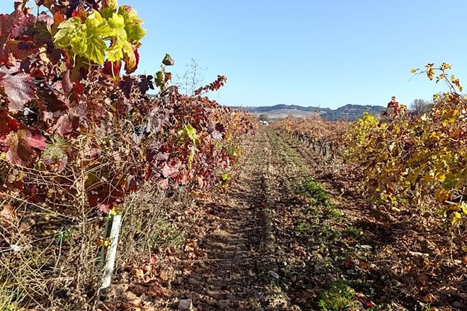 2 Day Ribera del Duero Private Wine Tour from Madrid