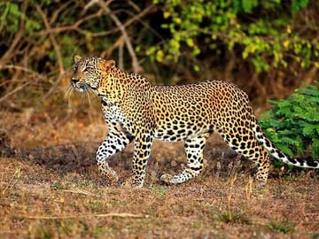 Leopard-Safari-in-Yala-1