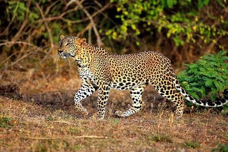 Yala National Park Leopard Safari: Unforgettable Wildlife Adventure from Galle