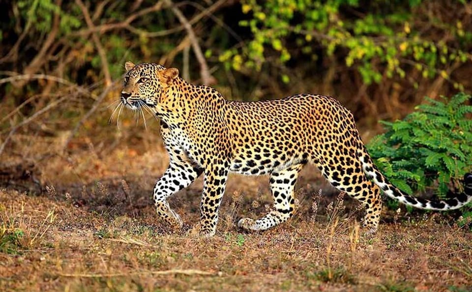 Leopard Safari Tour in Yala National Park from Galle