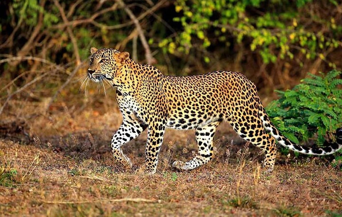 Leopard Safari In Yala National Park From Galle