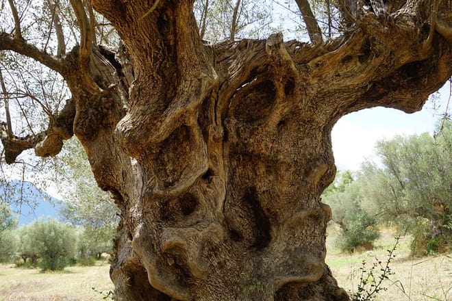 2 Days Private Tour: Sparta - Mystras - Mycenae - Epidaurus & Corinth  3
