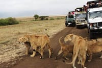 Serengeti National park