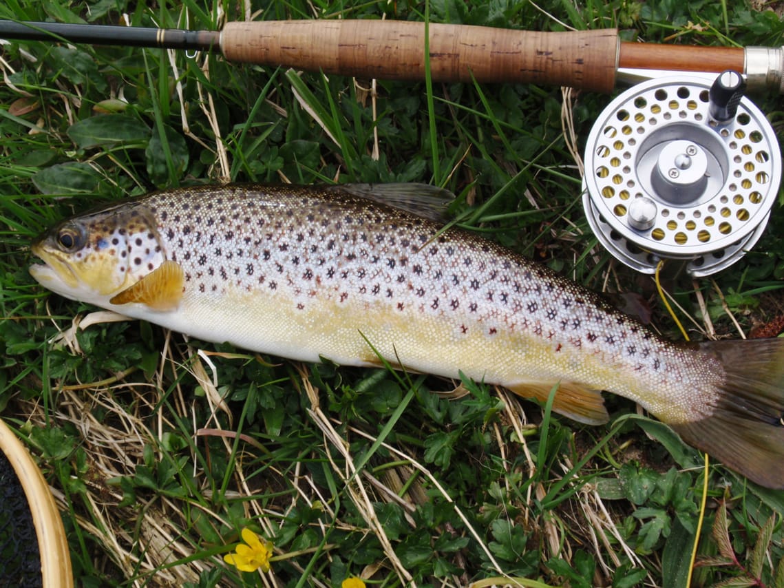 Wild brown trout fishing on Lough Corrib, 2 fishermen. Galway. Private guided. 6