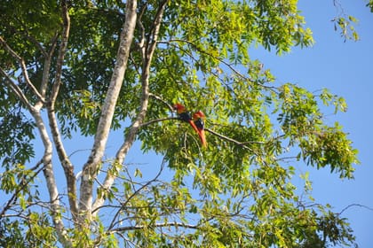 Corcovado Day trip -Sirena station