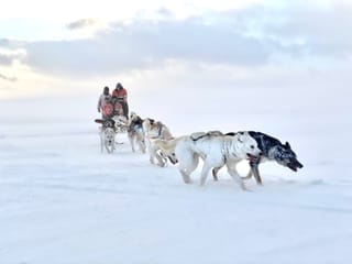 Dog Sledding Near Reykjavik , photo 9