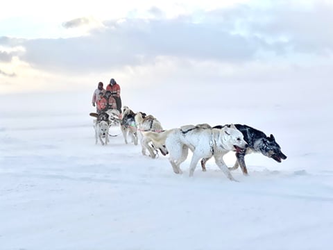 Dog Sledding Near Reykjavik , photo 9